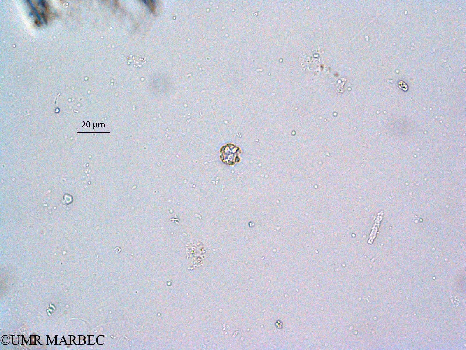 phyto/Scattered_Islands/all/COMMA April 2011/Bacteriastrum sp9 (3)(copy).jpg
